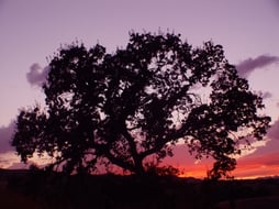 Santa Clarita Economy